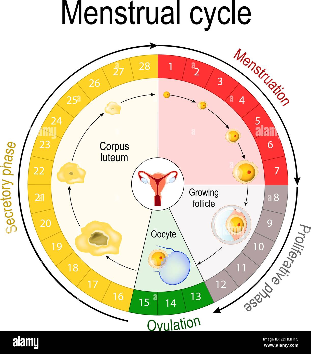 D mystifier Le Cycle Menstruel V rit s Et Mythes Peachyness d-mystifier-le-cycle-menstruel-v-rit-s-et-mythes-peachyness